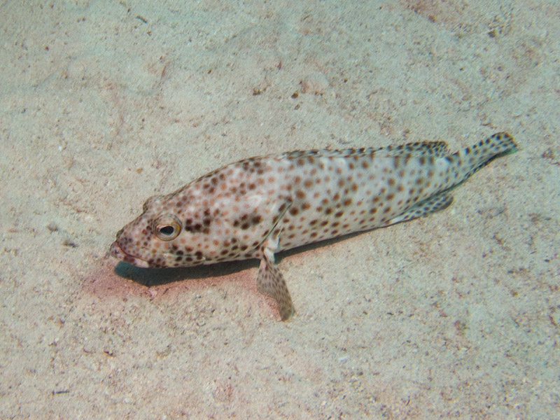 Photo at Sha'ab Samadai:  Greasy grouper