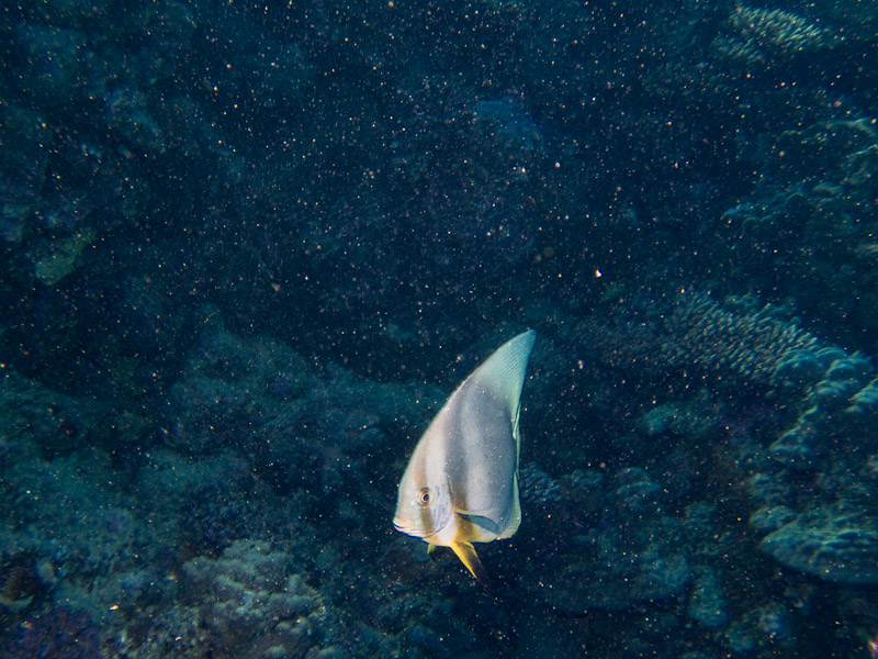 Photo at Marsa Shouni Quebir- South:  Tiera batfish