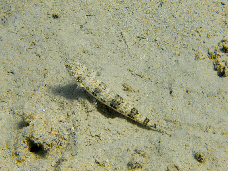 Photo at Marsa Mubarak- Reef:  Sand lizardfish
