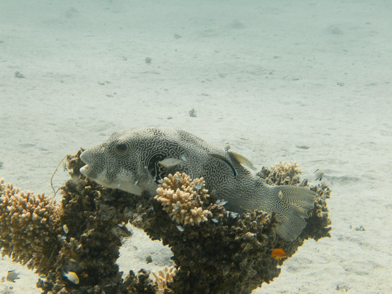 Photo at Marsa Mubarak- Reef:  Reticulated pufferfish