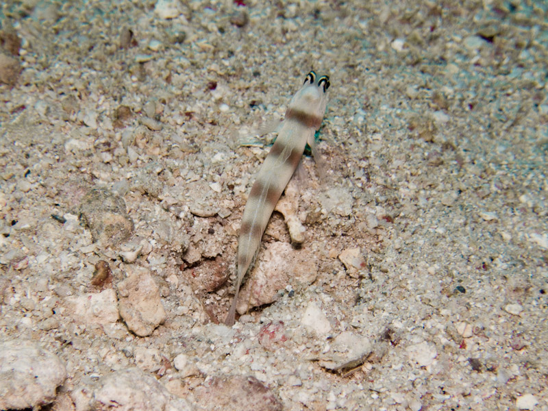Photo at Marsa Mubarak- Reef:  Steinitz' shrimpgoby