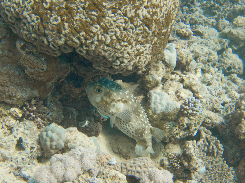 Photo at Marsa Mubarak- Reef:  Spotbase burrfish