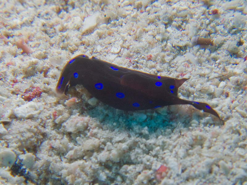 Photo at Marsa Mubarak - Pinnacles:  Blue-spotted shield slug