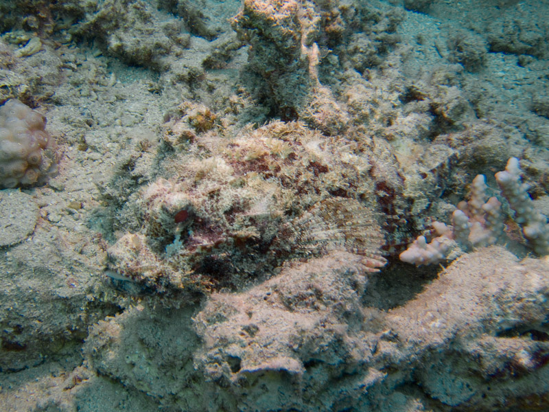 Photo at Marsa Mubarak - Pinnacles:  Bearded scorpionfish