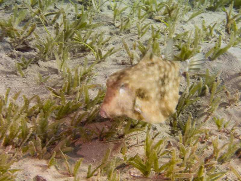 Photo at Marsa Abu Dabab:  Humpback turretfish