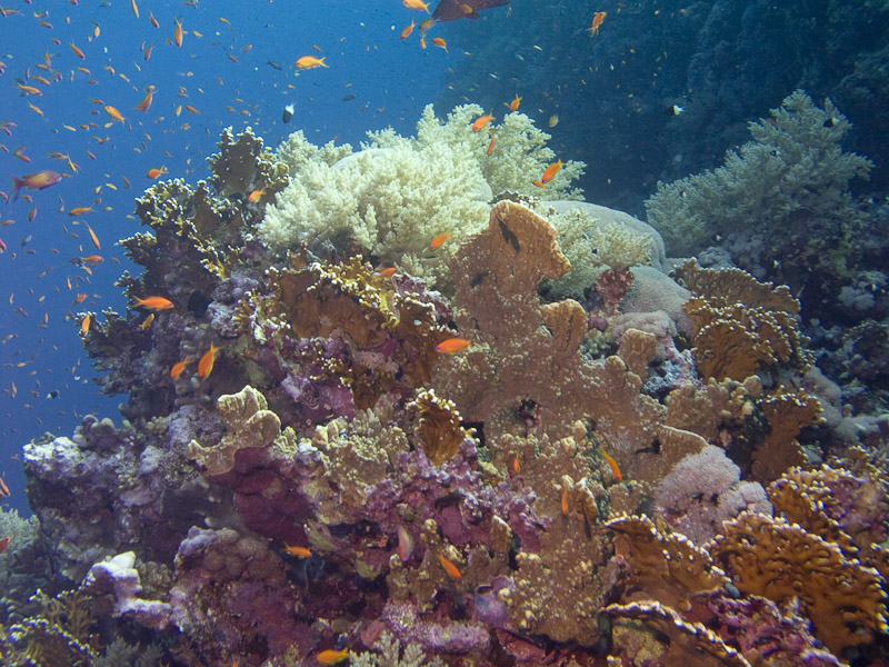 Photo at Elphinstone Reef - West Side: 