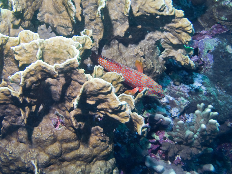 Photo at Elphinstone Reef - West Side:  Sixblotch hind