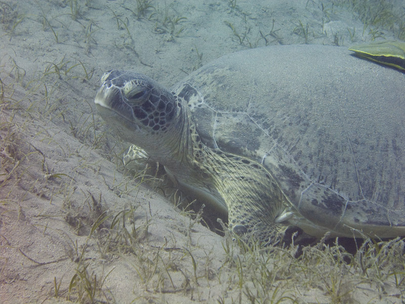 Photo at Marsa Mubarak - Sea Grass:  Green Turtle