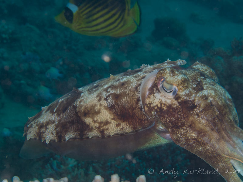 Photo at Pipeline:  Pharaoh cuttlefish