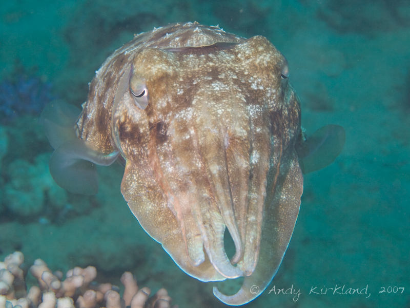 Photo at Pipeline:  Pharaoh cuttlefish