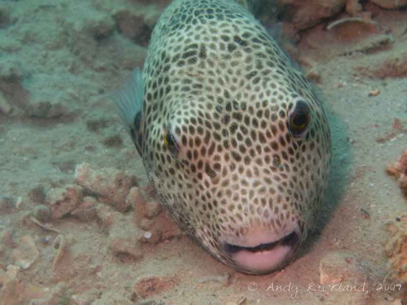 Photo at Abou Lou Lou:  Starry toadfish