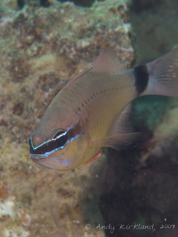 Photo at Abou Lou Lou:  Cardinalfish