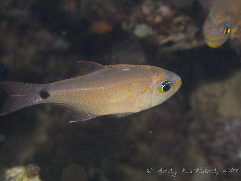 Photo at Abou Lou Lou:  Cardinalfish