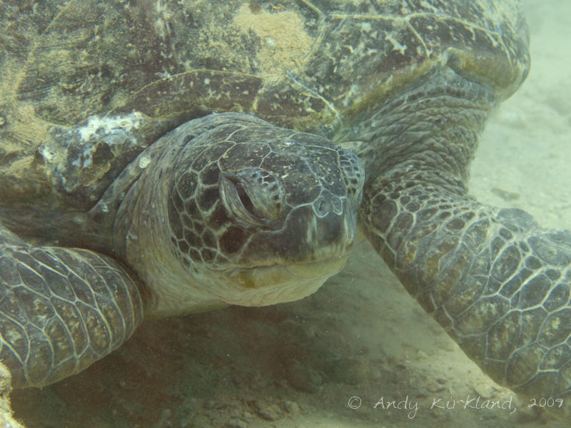 Photo at Outside of Hilton:  Green Turtle