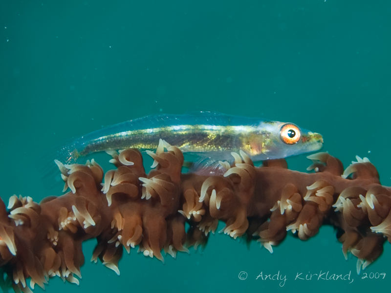 Photo at Outside of Hilton:  Whip coral goby