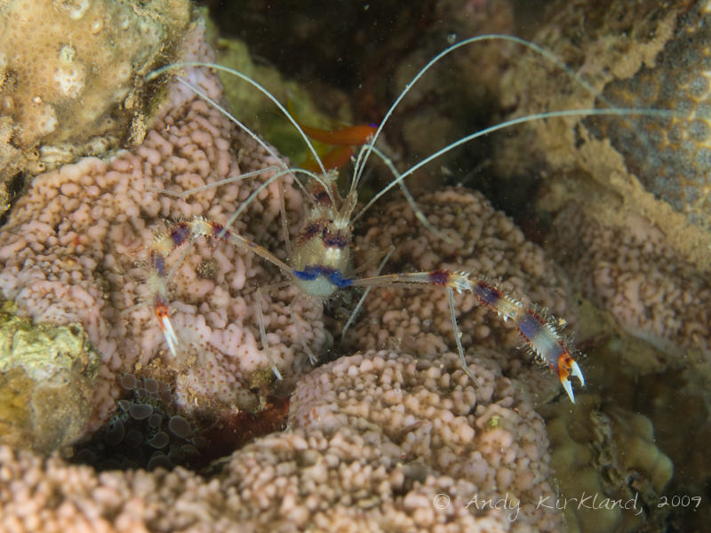 Photo at Abou Lou Lou:  Boxer shrimp