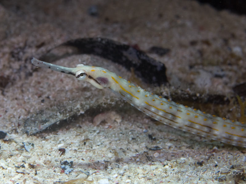 Photo at Ras Mamlach:  Schultz's pipefish