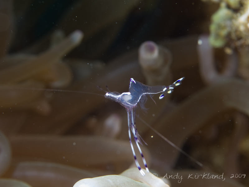 Photo at Ras Mamlach:  Long-arm cleaner shrimp