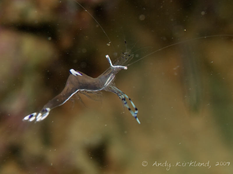 Photo at Abou Lou Lou:  Long-arm cleaner shrimp