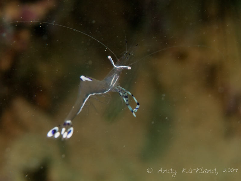 Photo at Abou Lou Lou:  Long-arm cleaner shrimp
