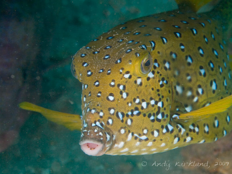 Photo at Abou Lou Lou:  Yellow boxfish