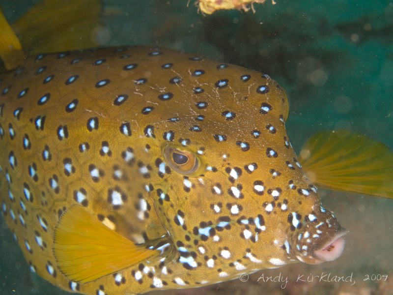 Photo at Abou Lou Lou:  Yellow boxfish