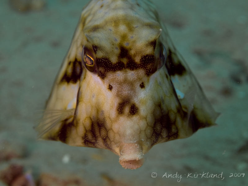 Photo at Abou Lou Lou:  Humpback turretfish