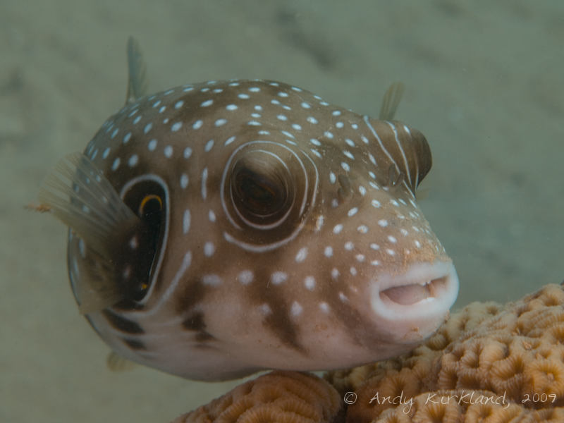 Photo at Abou Lou Lou:  White-spotted puffer