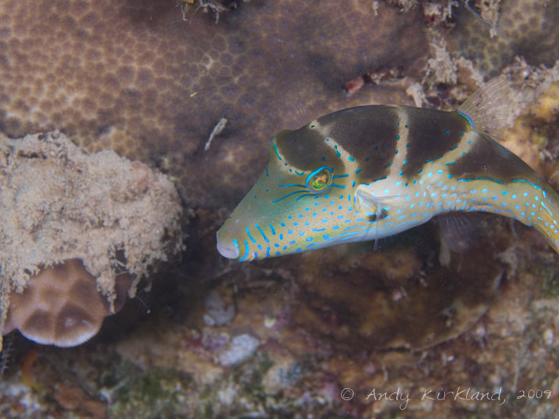 Photo at Pipeline:  Crowned puffer
