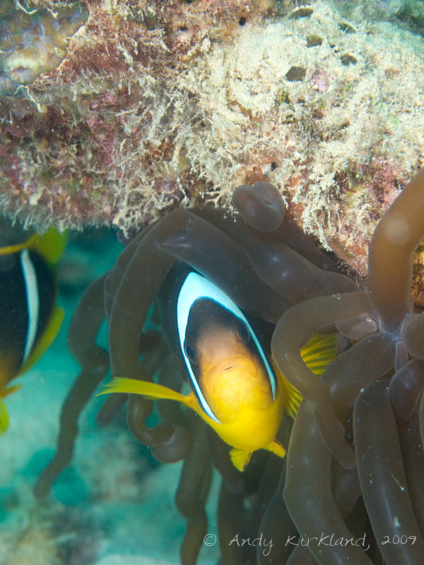 Photo at Pipeline:  Twoband anemonefish