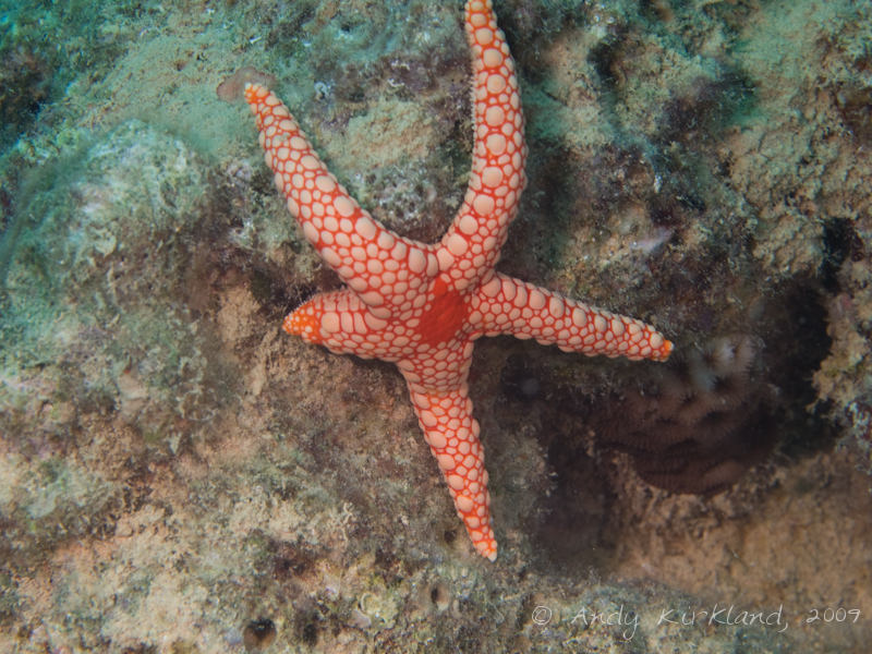 Photo at Sinkers:  Pebbled Sea star