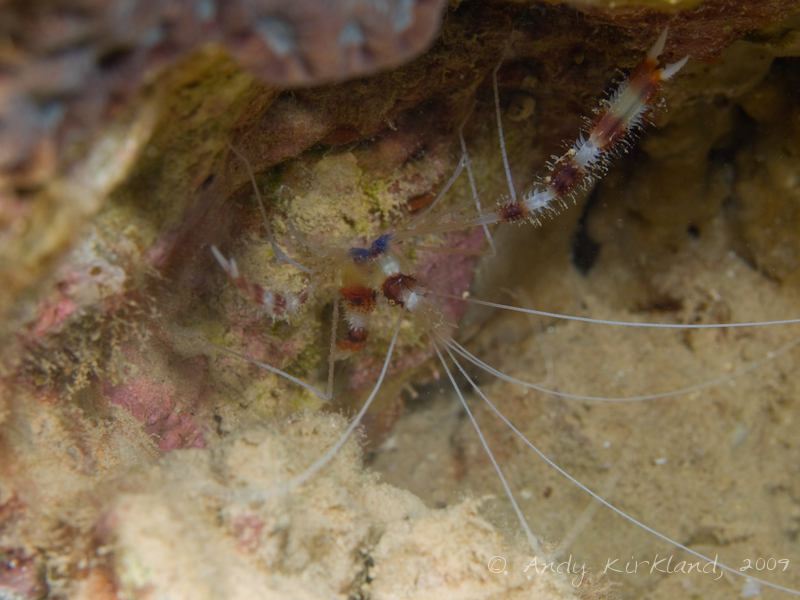 Photo at Abou Lou Lou:  Boxer shrimp