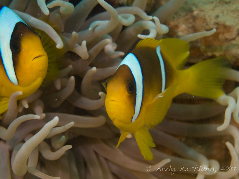 Photo at Abou Lou Lou:  Twoband anemonefish