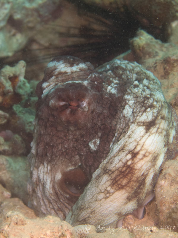 Photo at Abou Lou Lou:  Reef octopus