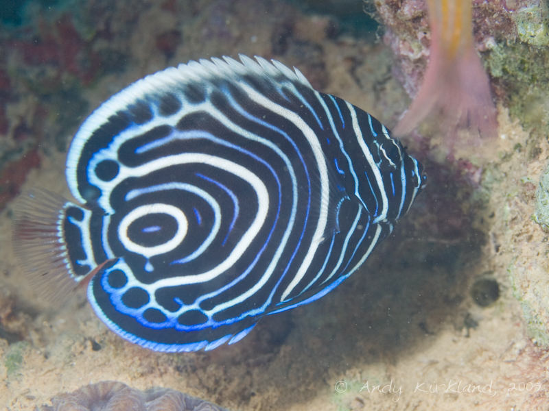 Photo at Abou Lou Lou:  Emperor Angelfish