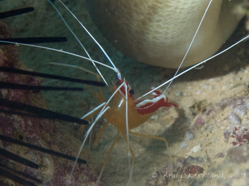 Photo at Abou Lou Lou:  White banded cleaner shrimp