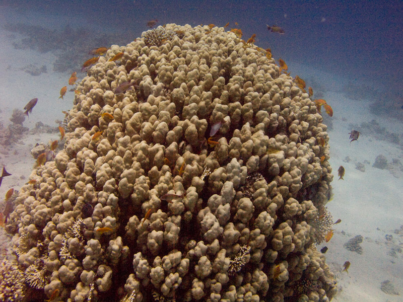 Photo at Ras Caty:  Dome coral