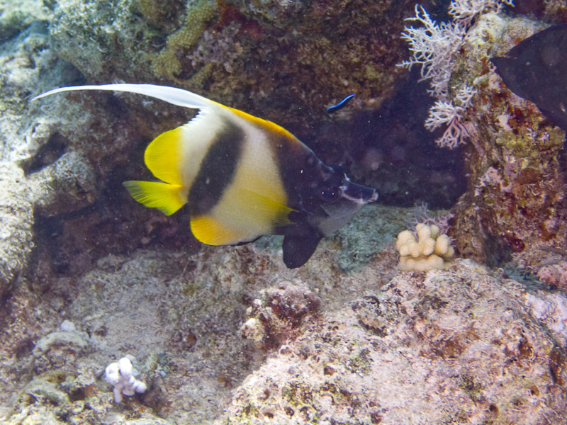 Photo at Ras Bob:  Red Sea bannerfish