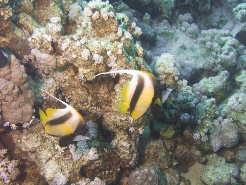 Photo at Middle Garden - Near Garden:  Red Sea bannerfish