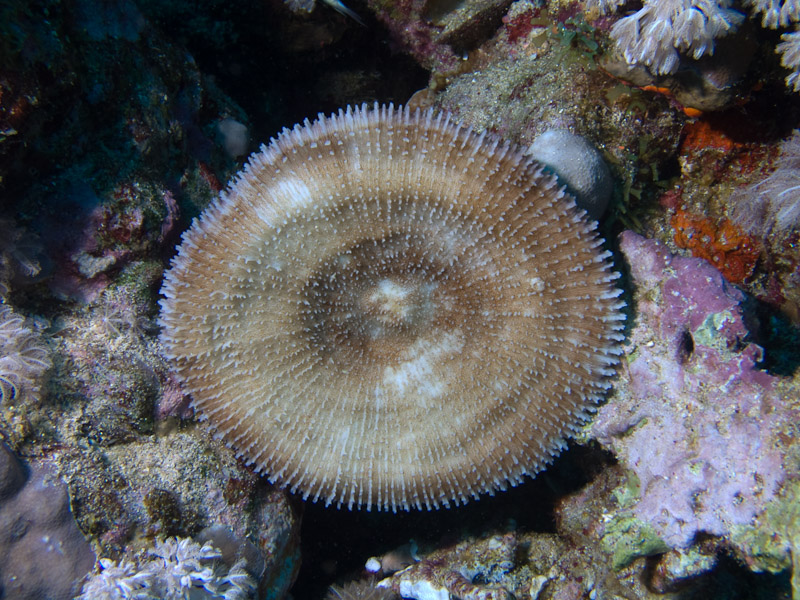 Photo at Jackson Reef:  Mushroom coral