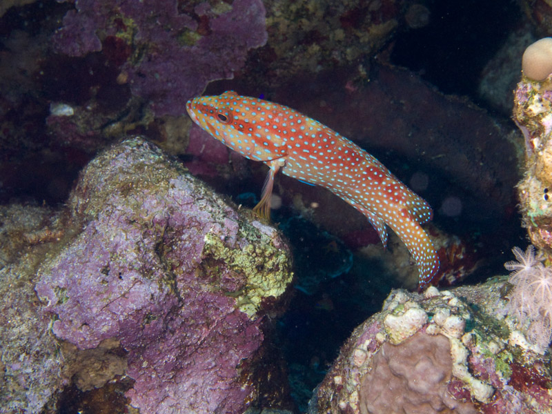 Photo at Jackson Reef:  Red Sea coralgrouper