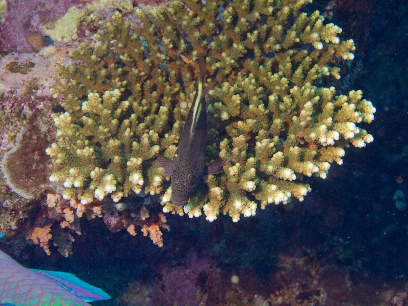 Photo at Jackson Reef:  Blackside hawkfish