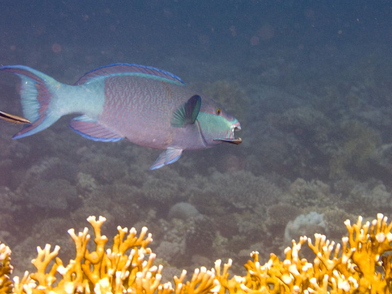 Photo at Kormoran:  Daisy parrotfish