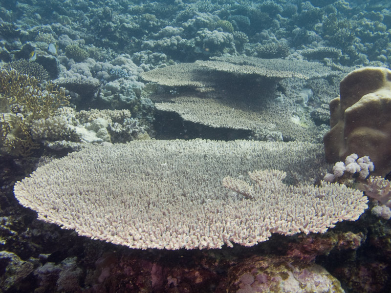Photo at Kormoran:  Table coral
