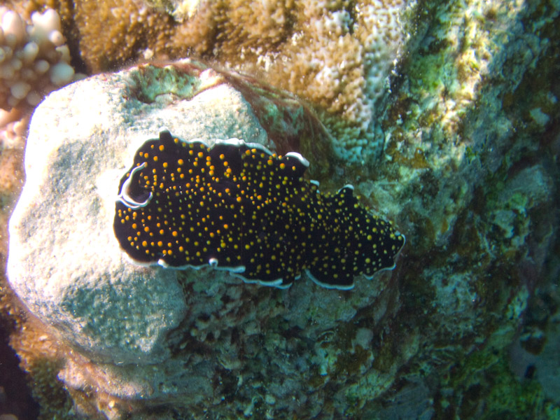 Photo at Kormoran:  Gold-dotted flatworm