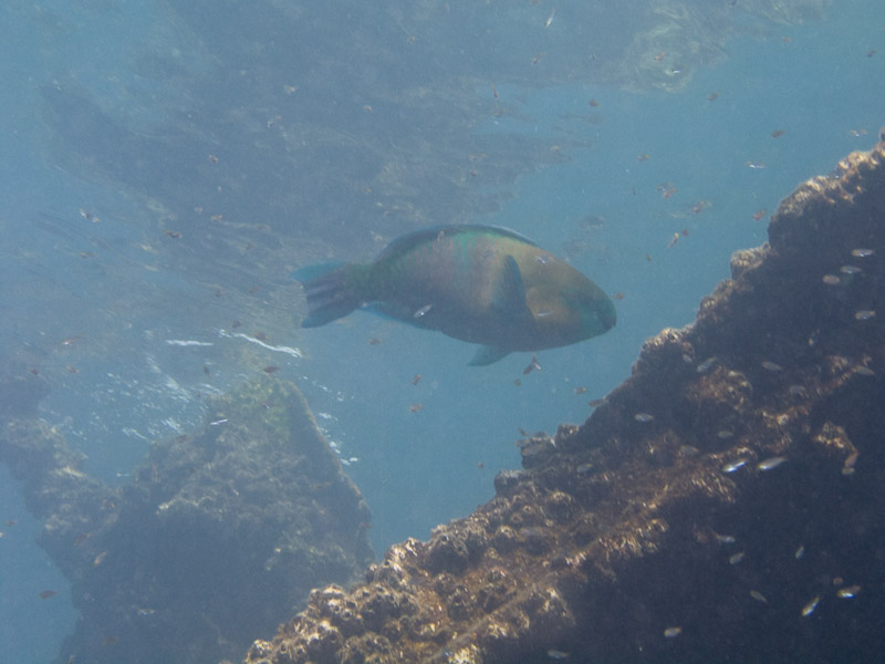 Photo at Kormoran:  Rusty parrotfish