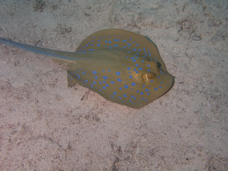 Photo at Small Crack:  Bluespotted ribbontail ray