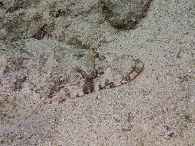 Photo at Small Crack:  Tentacled flathead