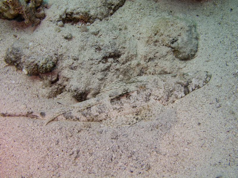 Photo at Small Crack:  Tentacled flathead