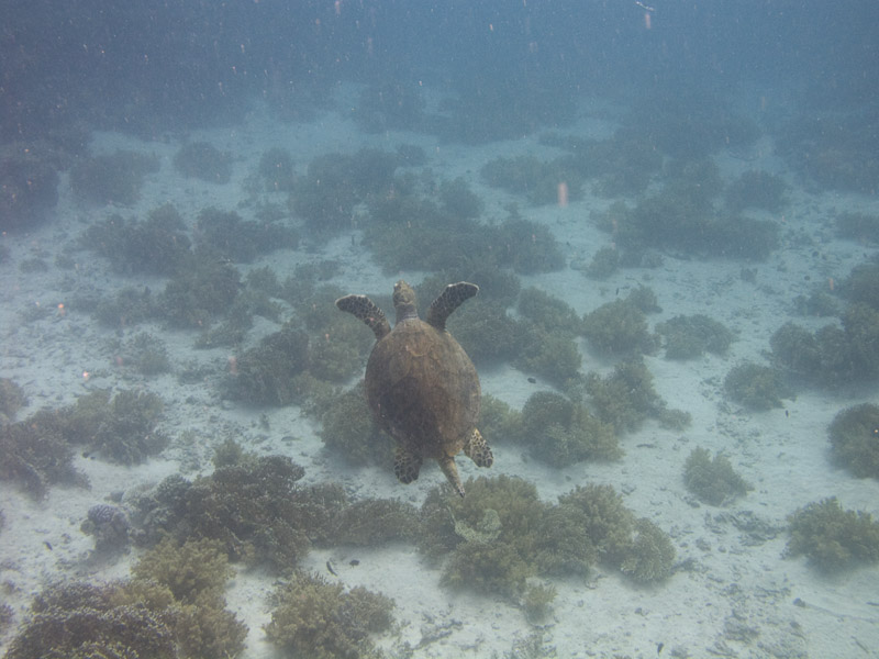 Photo at Small Crack:  Hawksbill Turtle
